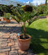 Wagners Hanfpalme 70cm