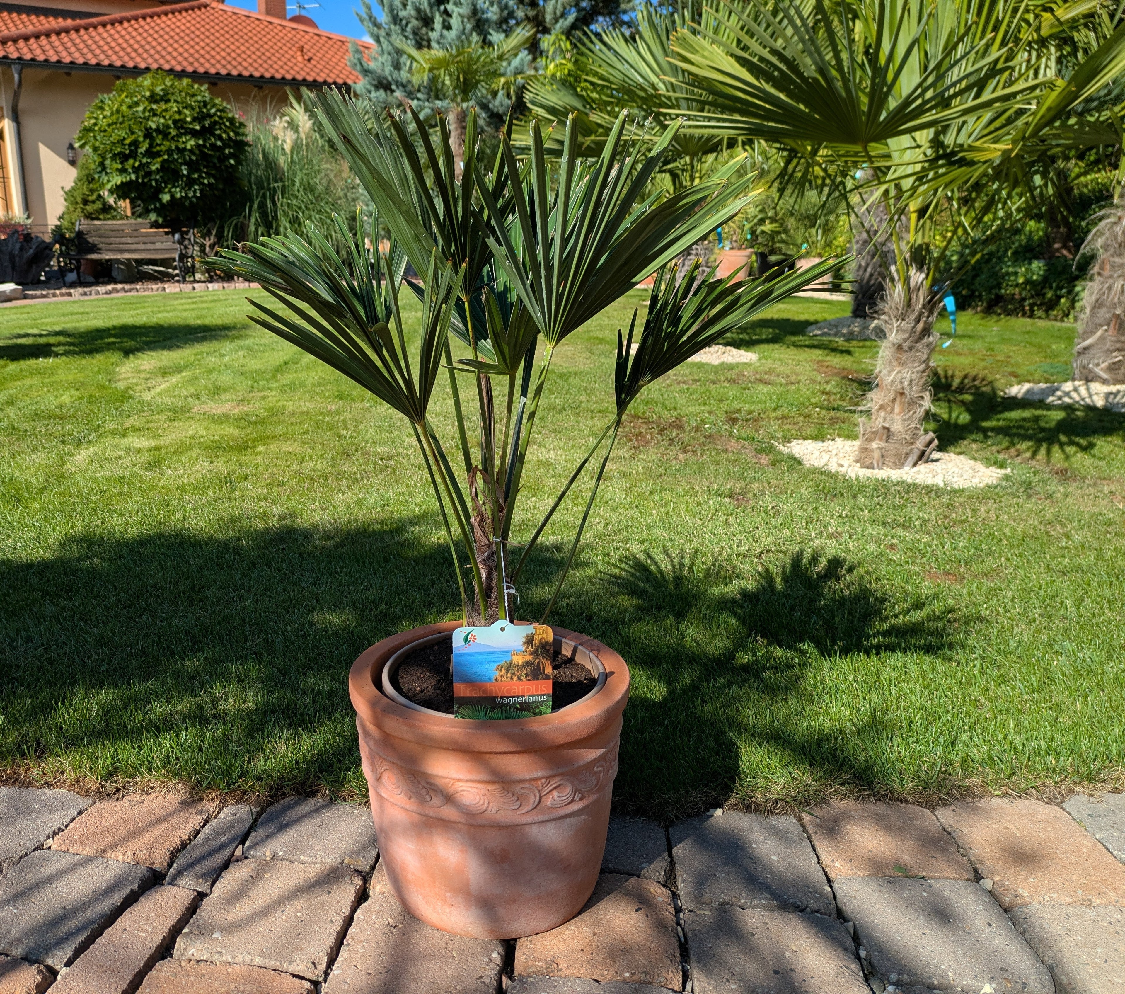 Wagners Hanfpalme 70cm im chaugarten Lingenfeld Toskanagarten