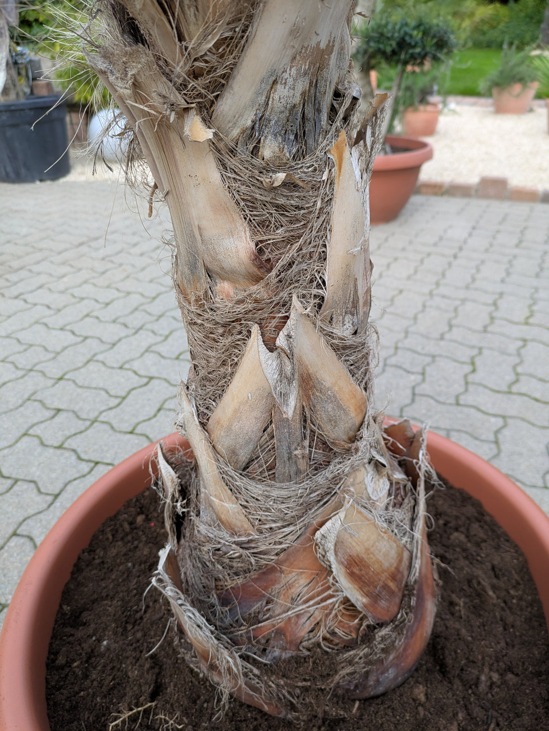 Stamm einer Washingtonia 220cm höhe im Toskanagarten