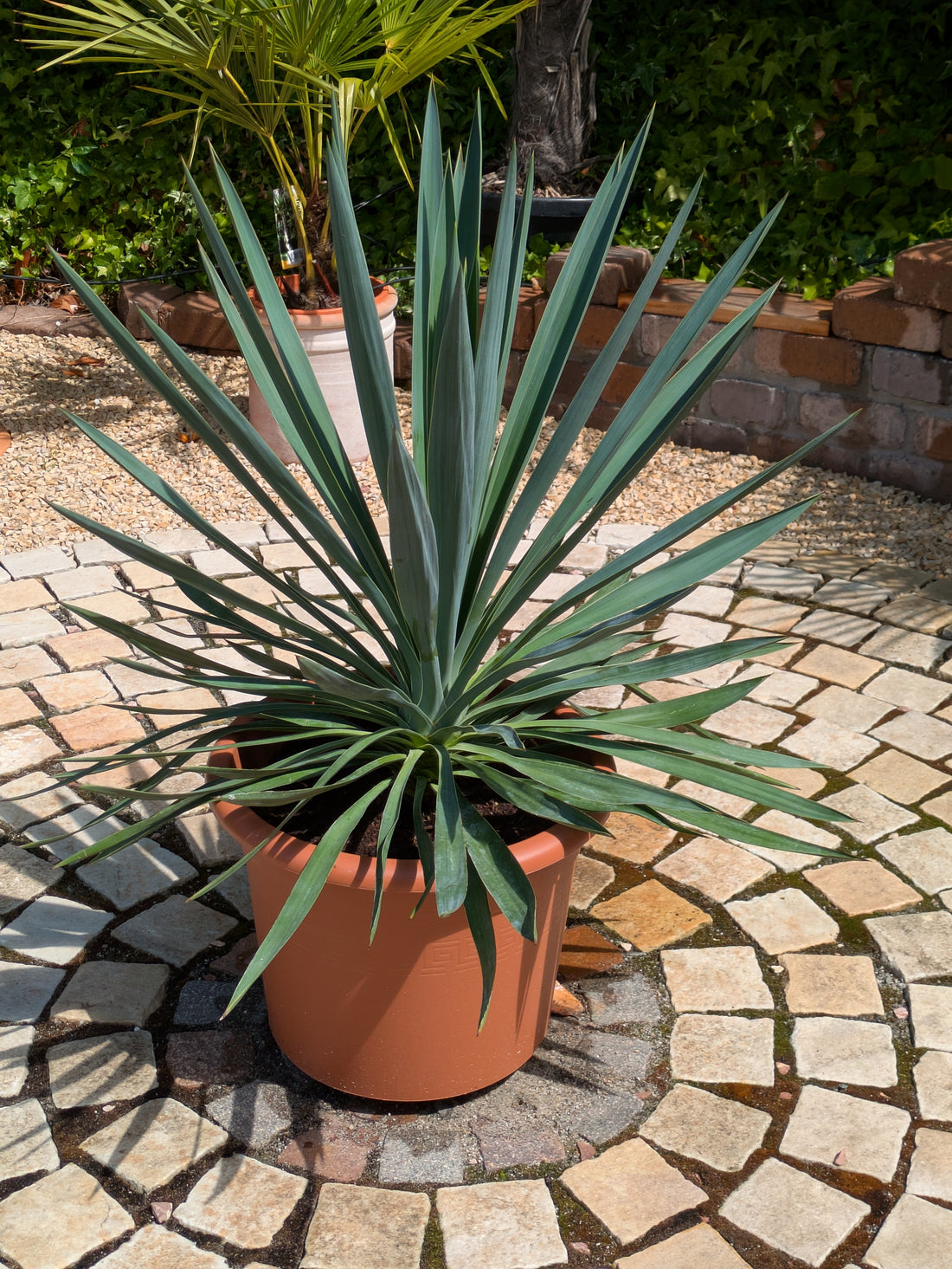 yucca gloriosa 90cm im Toskanagarten