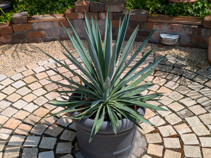 yucca gloriosa 90cm im  Schaugarten Toskanagarten