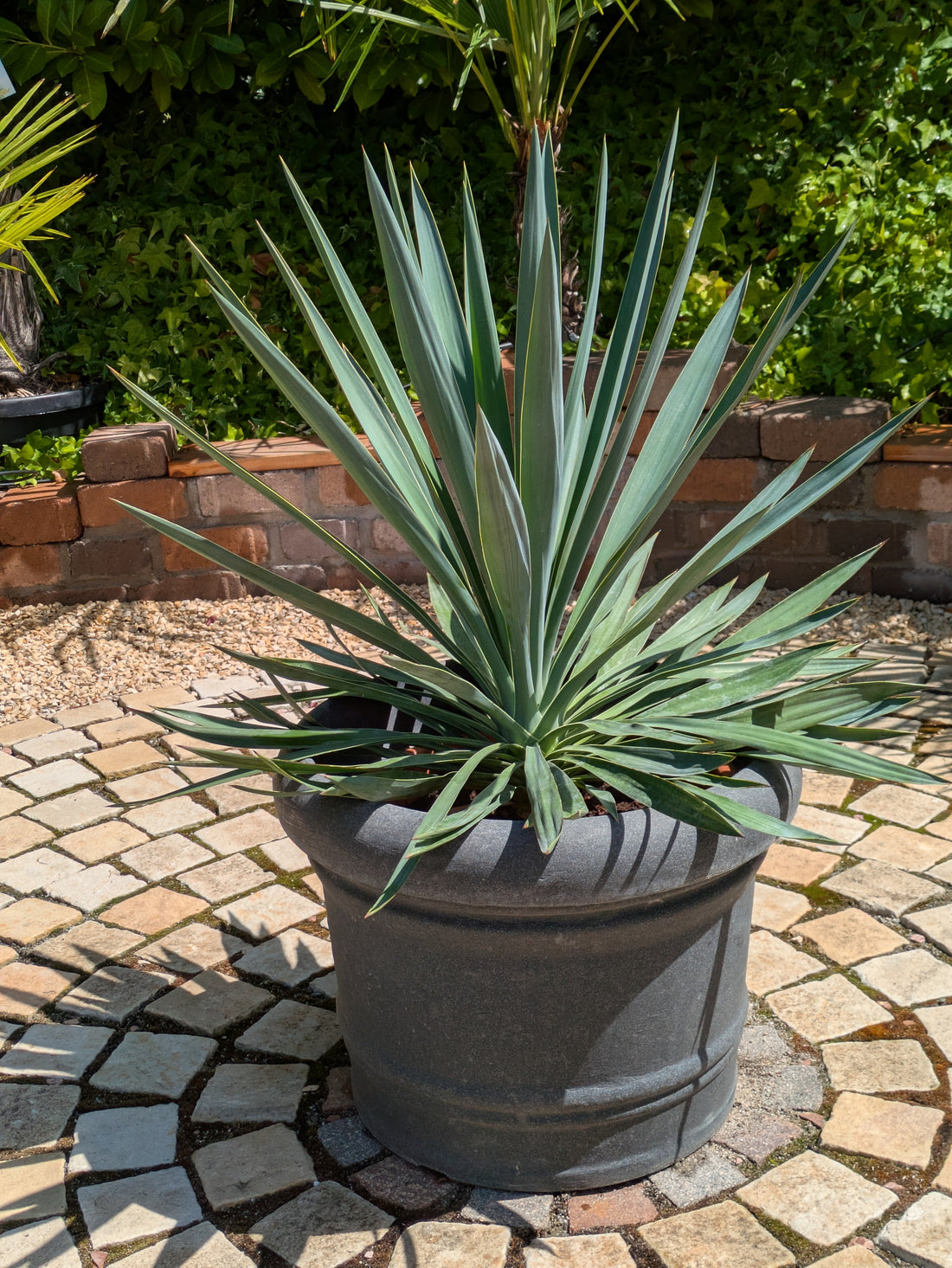 yucca gloriosa 90cm im Toskanagarten Lingenfeld