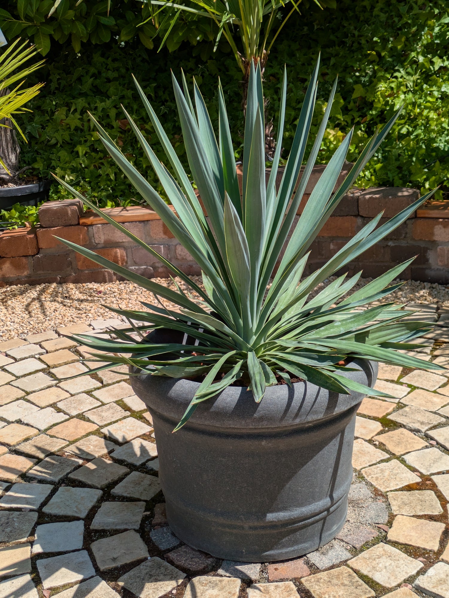 yucca gloriosa 90cm im Toskanagarten Lingenfeld