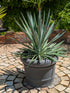 yucca gloriosa 90cm im Toskanagarten Lingenfeld