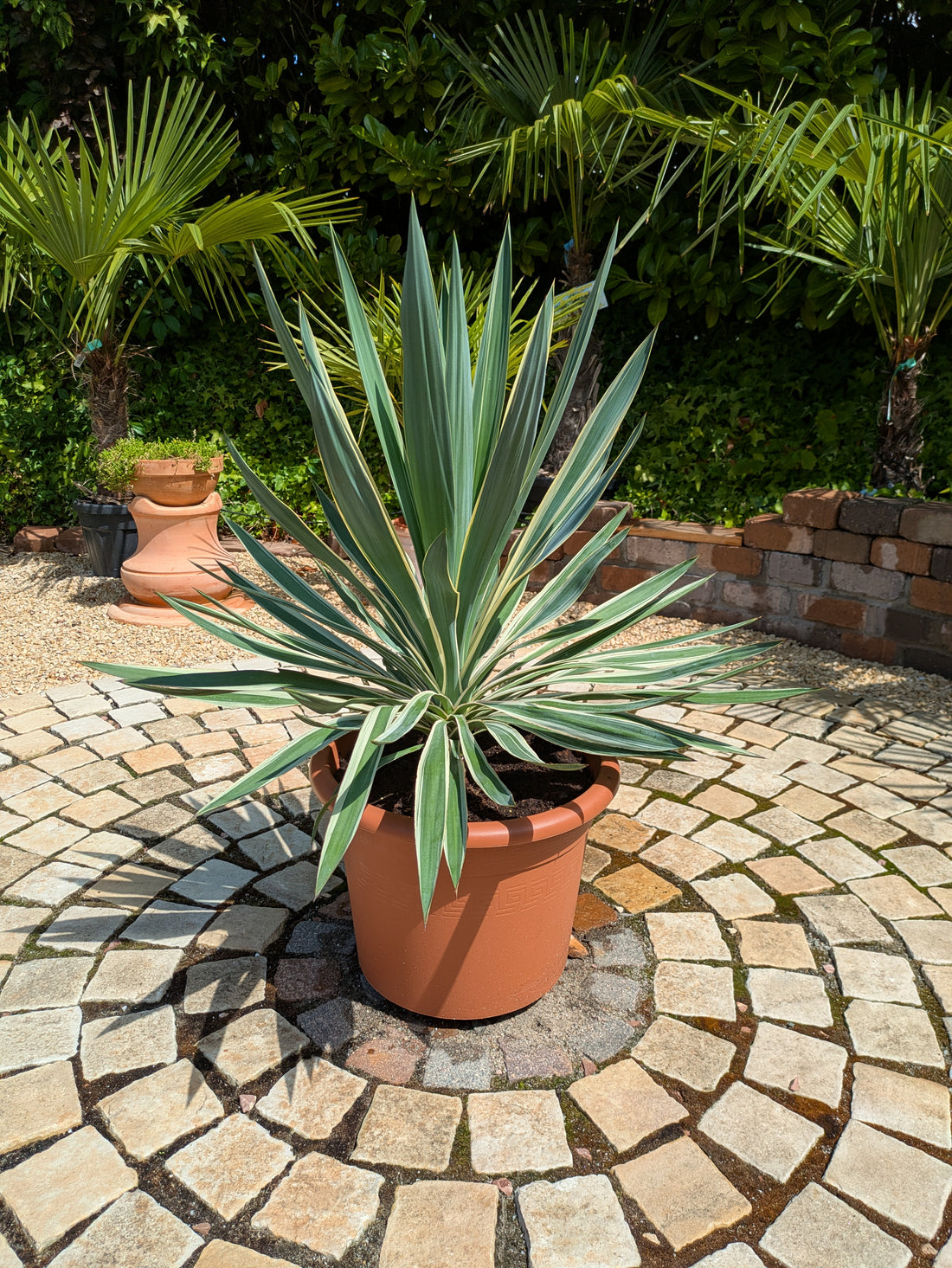 yucca variegata 90cm im Toskanagarten