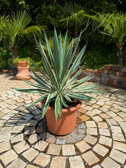yucca variegata 90cm im Toskanagarten
