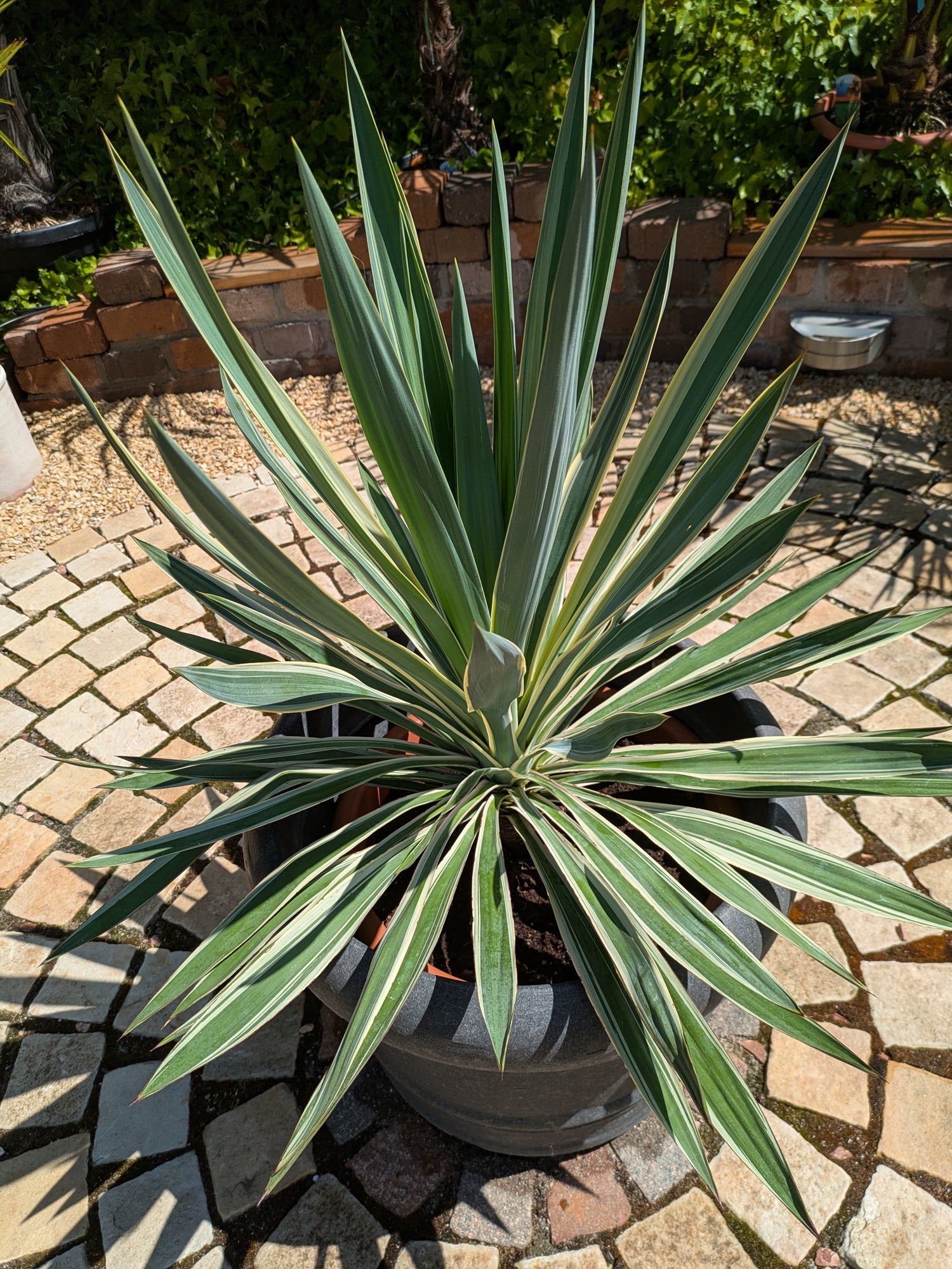 yucca variegata 90cm im Dekotopf