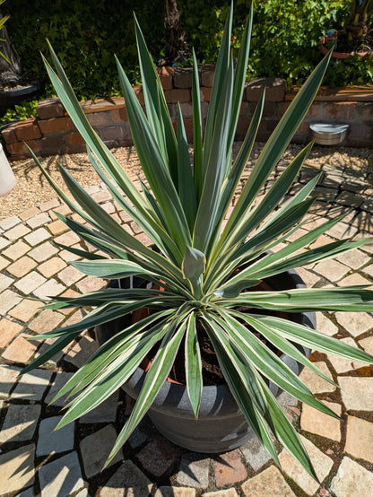 yucca variegata 90cm im Dekotopf