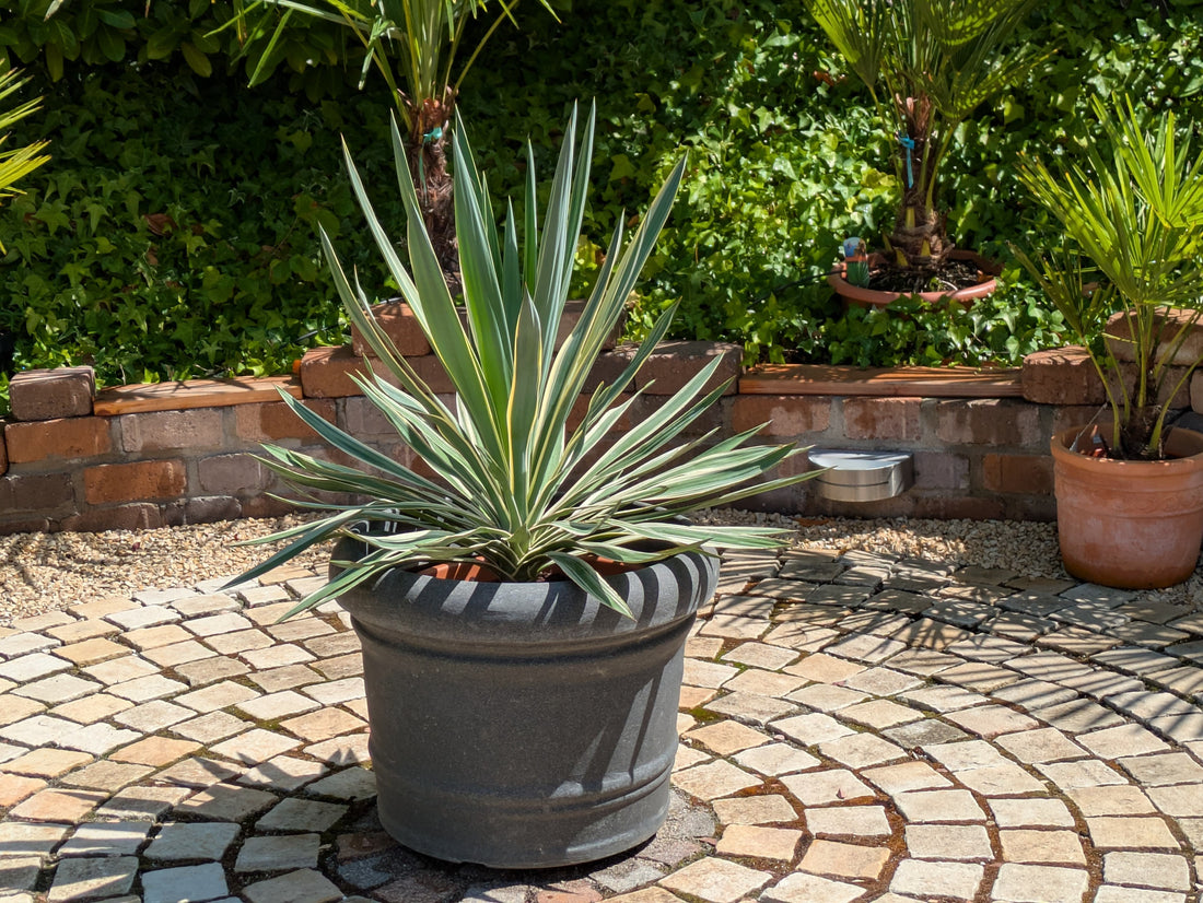 yucca variegata 90cm