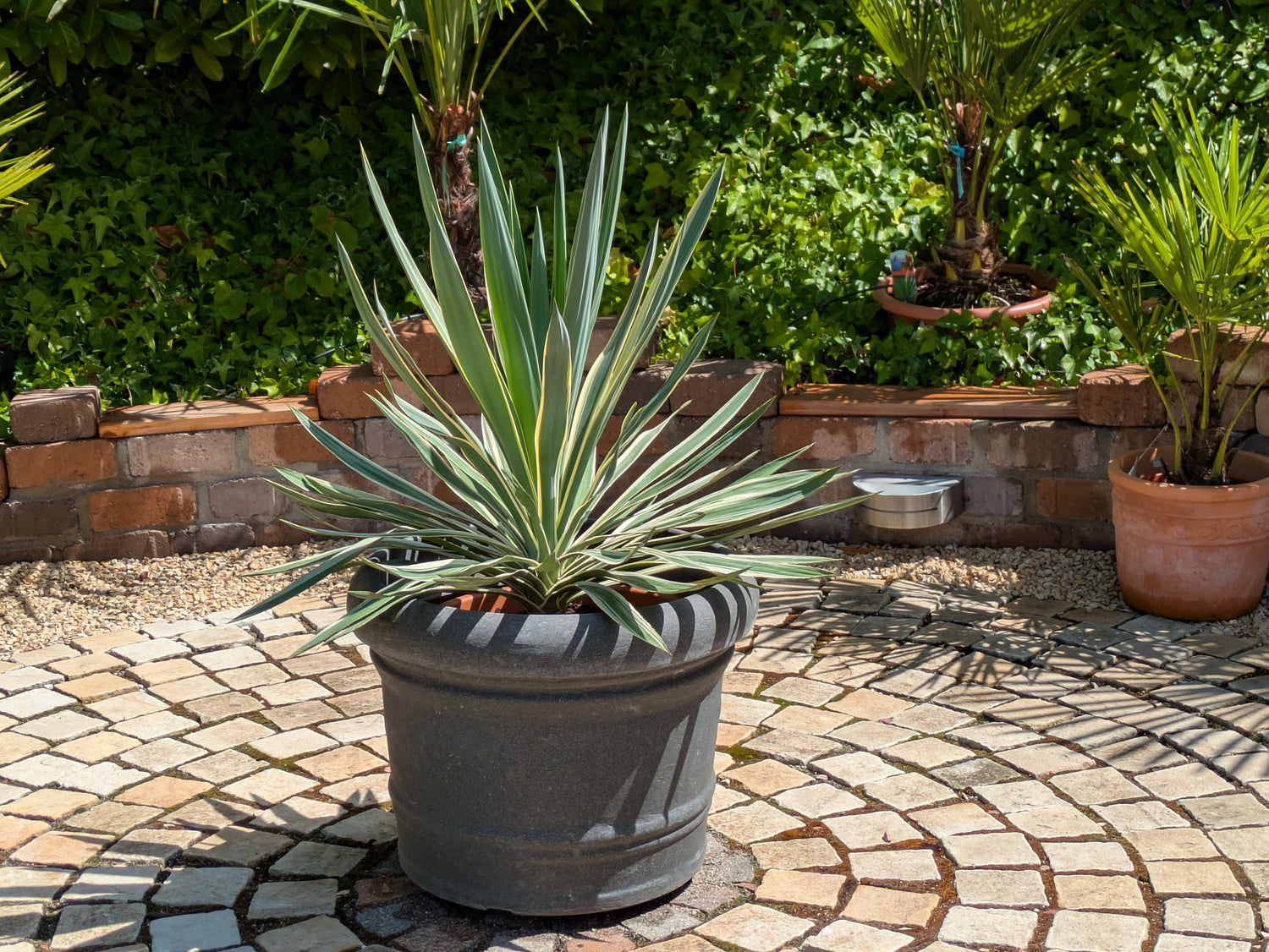 yucca variegata 90cm