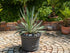 yucca variegata 90cm
